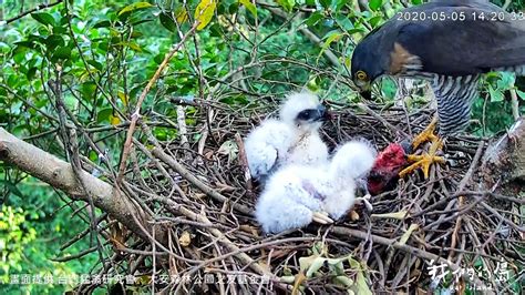 家裡築鳥巢|都市鳥巢祕錄 想不到這裡能築巢吧 